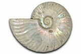 Silver Iridescent Ammonite (Cleoniceras) Fossil - Madagascar #346728-1
